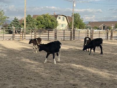 5 head breakaway calves