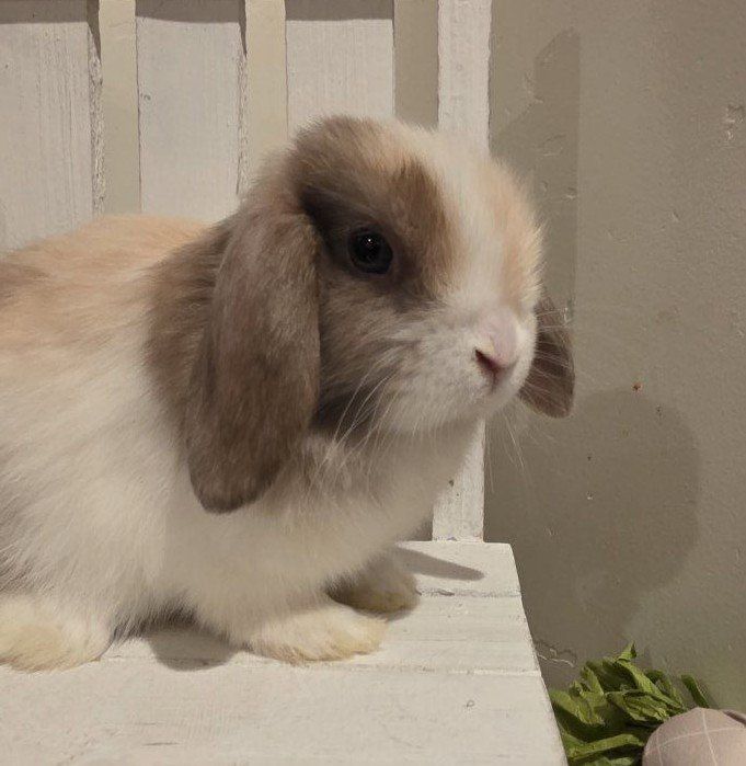 Pedigreed Holland Lop bunnies