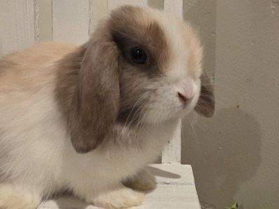 Pedigreed Holland Lop bunnies