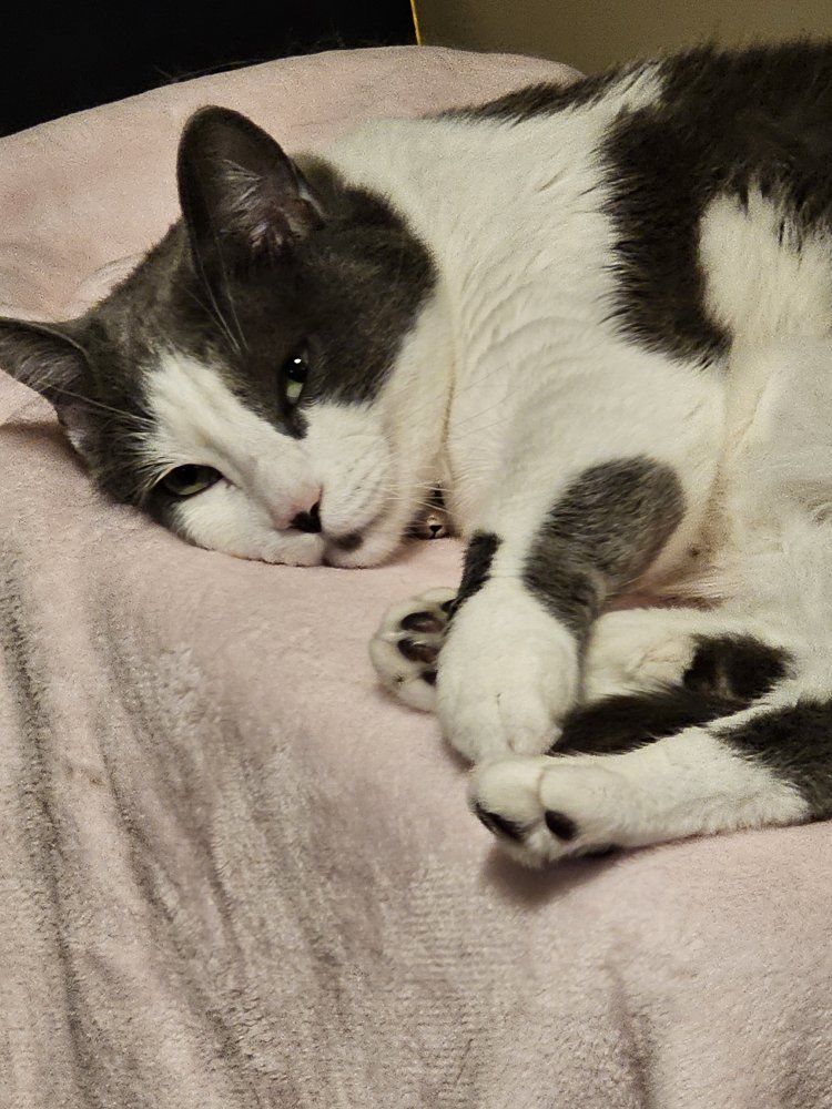Gray and White Domestic Shorthair