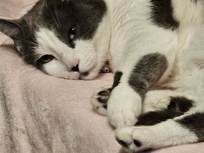 Gray and White Domestic Shorthair