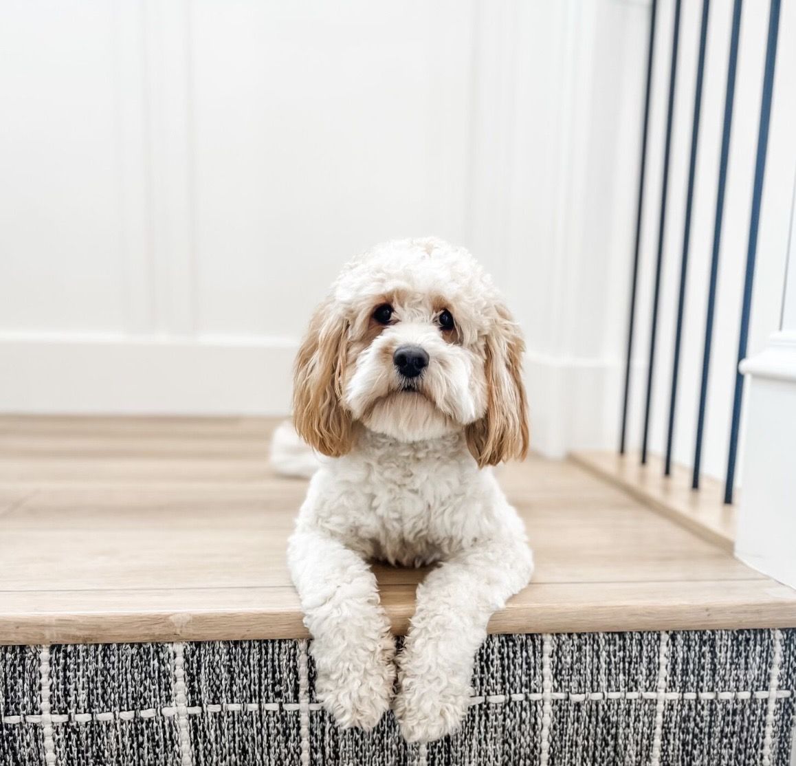 Cavapoo Bullet FF-/- 18lbs