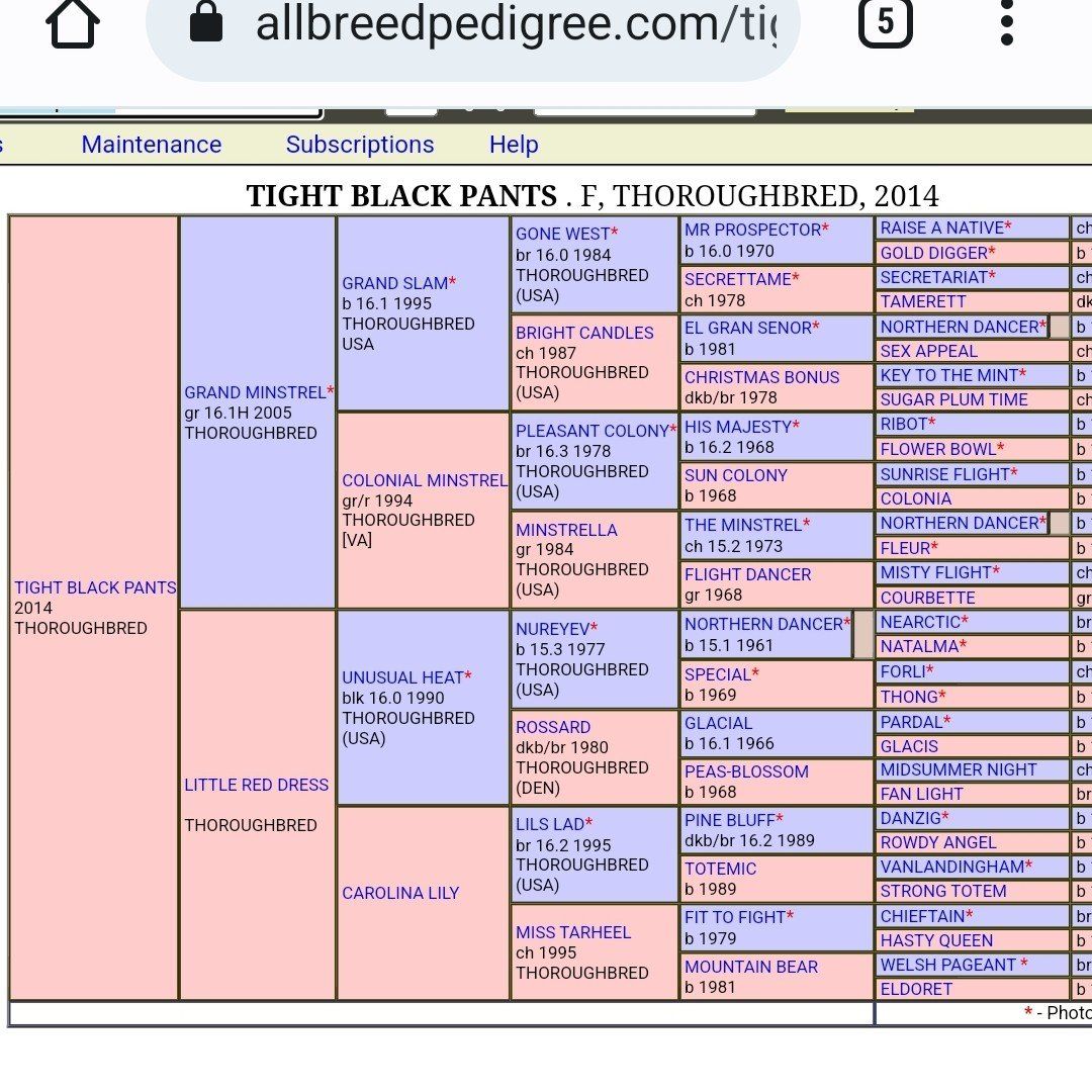 12 yr old TB broodmare sound only