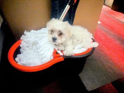 Maltese Shih Tzu puppies