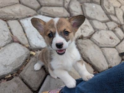Adorable Purebred Pembroke Welsh Corgi Puppies for Sale.