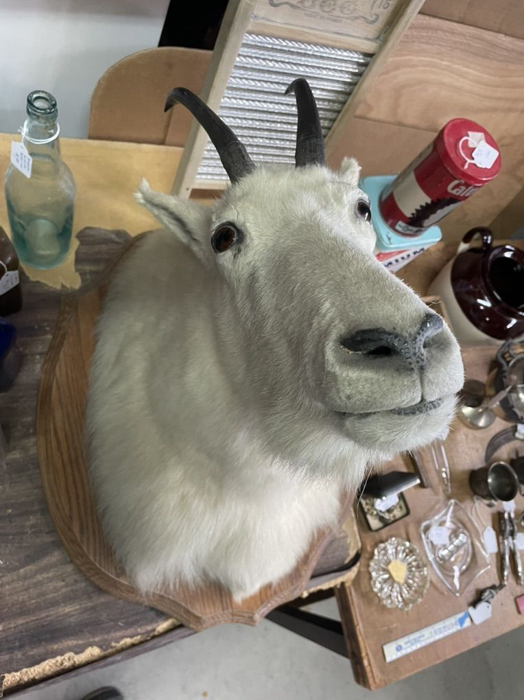 Taxidermy Rocky Mountain Goat