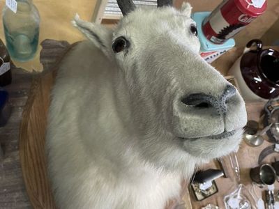 Taxidermy Rocky Mountain Goat