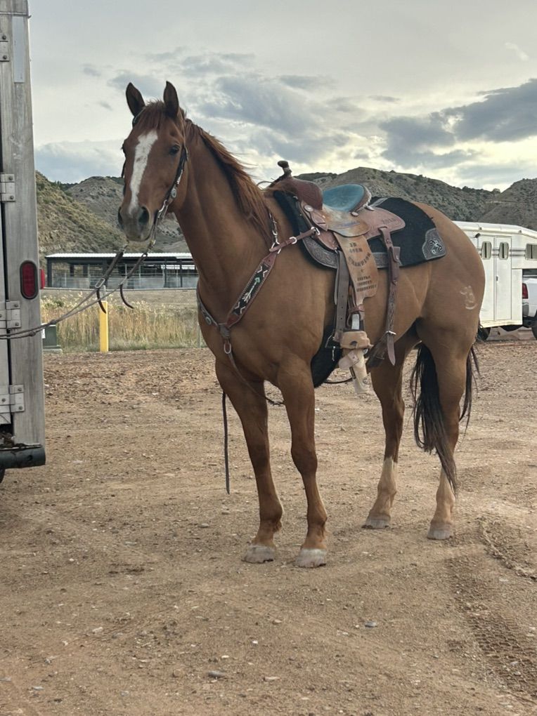 15 yr old Registered Gelding