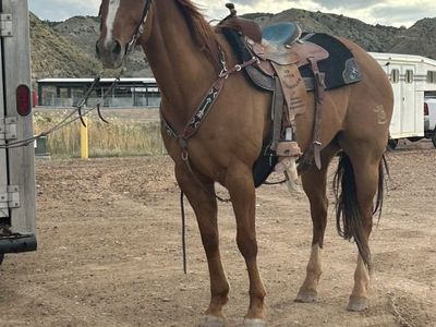 15 yr old Registered Gelding