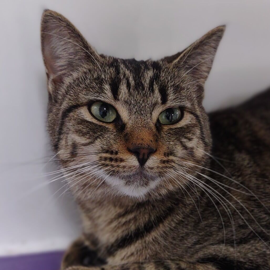 Hello my name is Conga