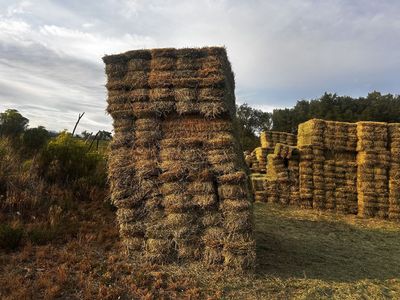 Hay