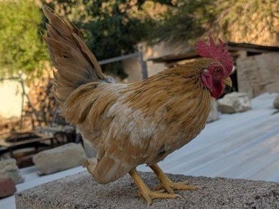 Serama chickens