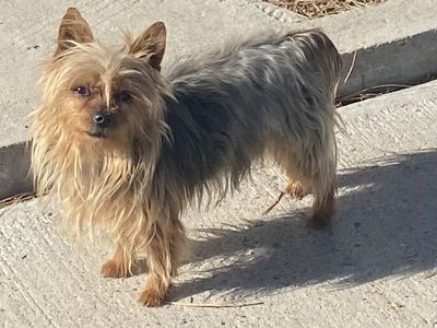 Yorkie stud for sale AKC