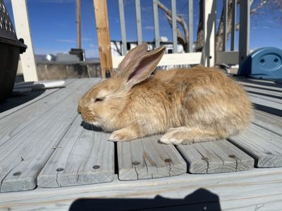 Continental Giant Rabbits