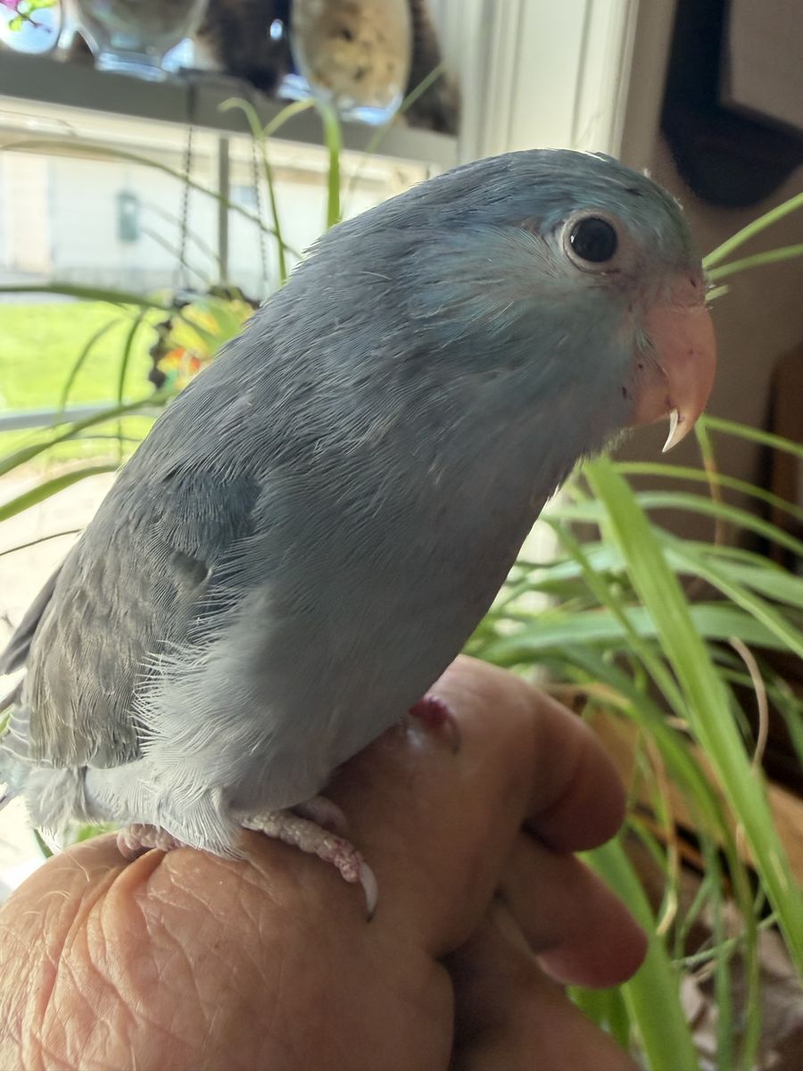 NICE BABY BOY BLUE PARROTLET 