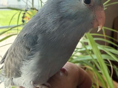 NICE BABY BOY BLUE PARROTLET