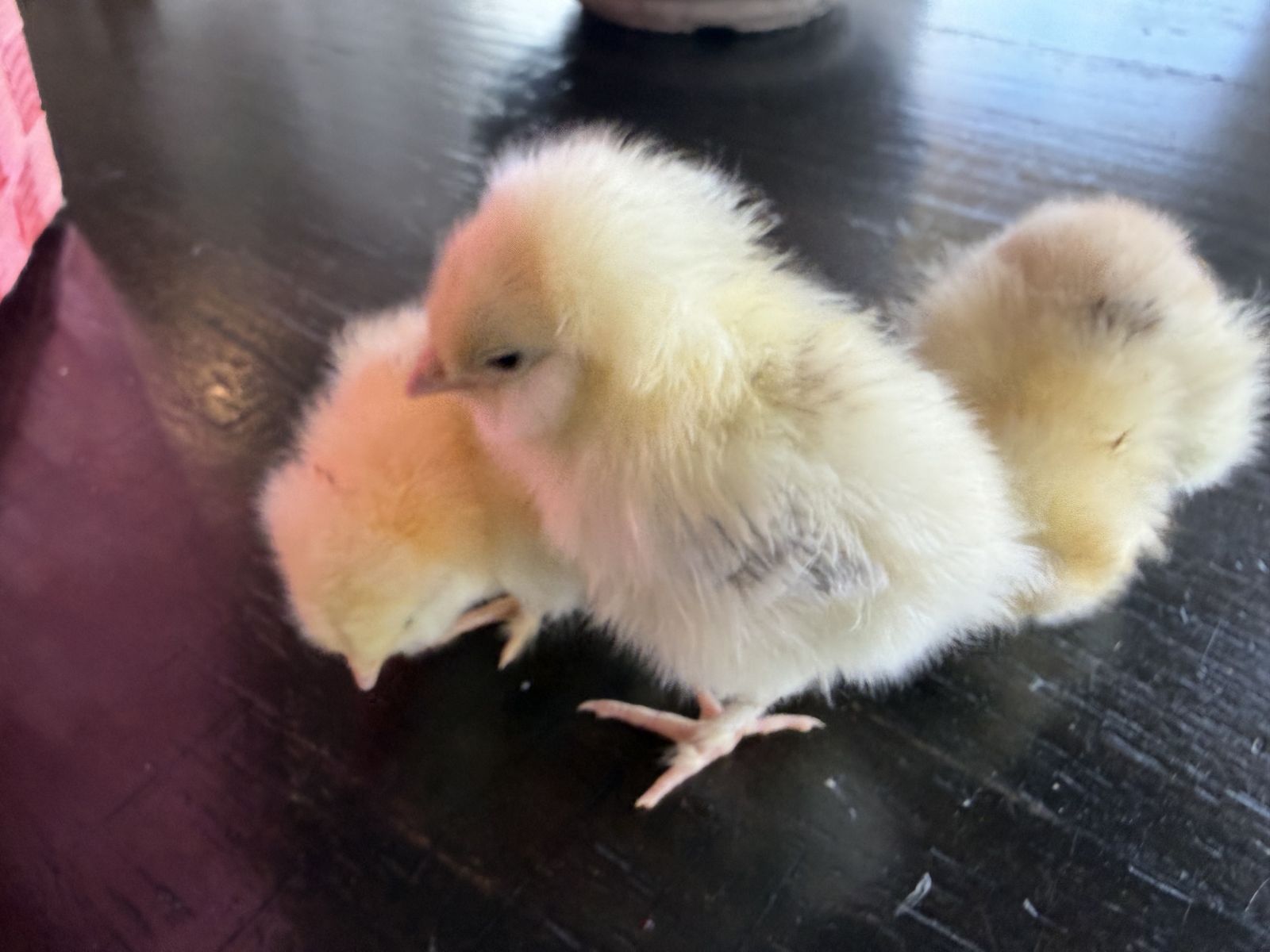 Salmon Favorelles chicks sexed female