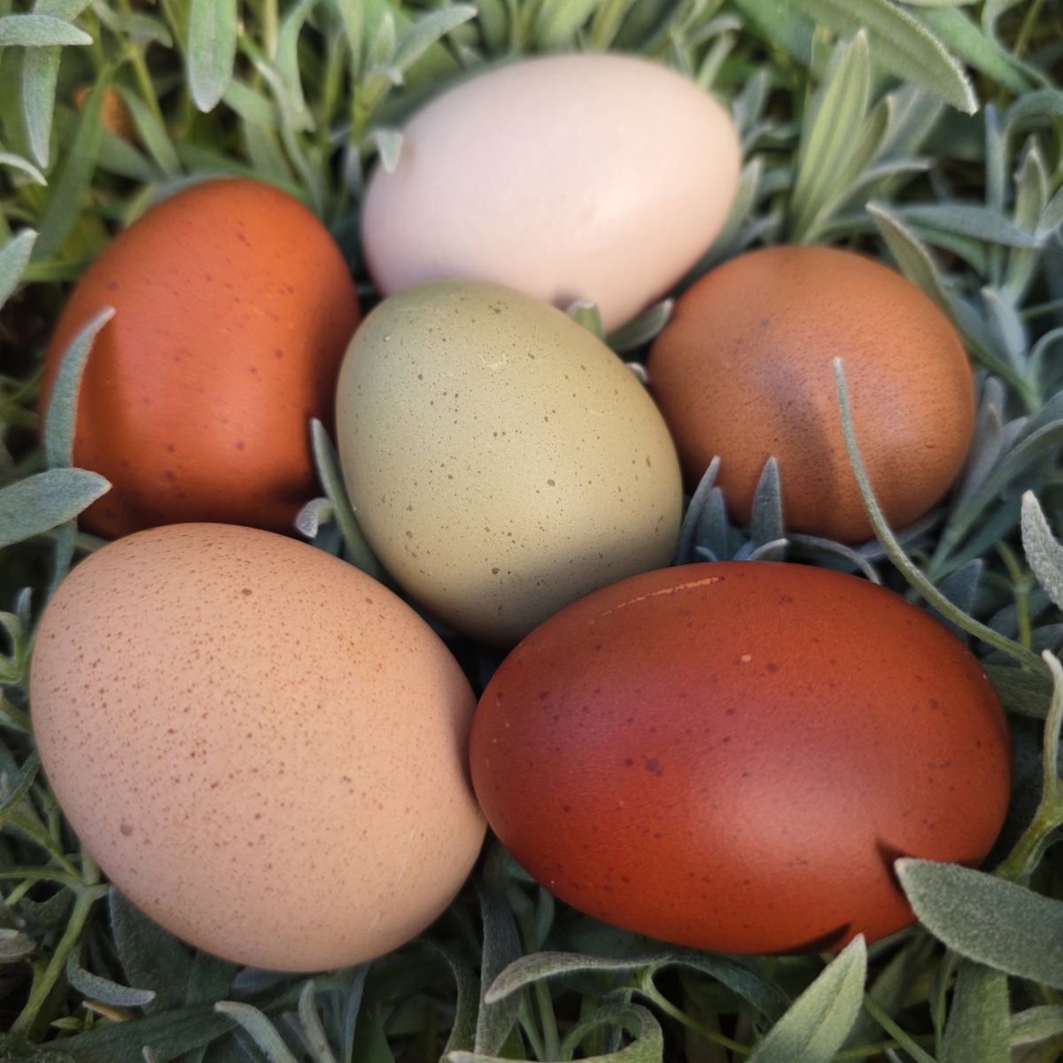 barnyard mix hatching eggs