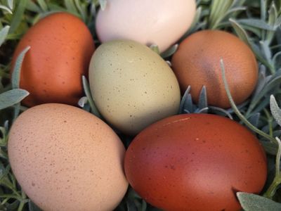 barnyard mix hatching eggs