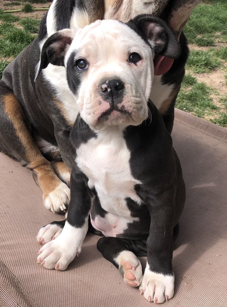 Olde English Bulldogge