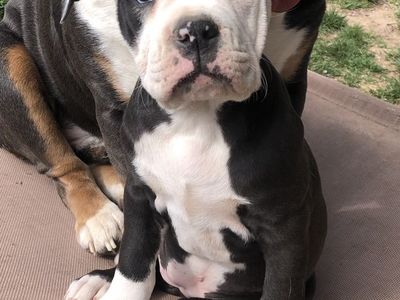Olde English Bulldogge