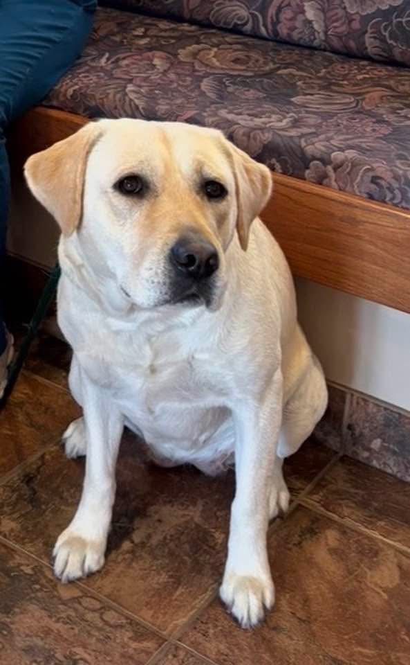 AKC spayed lab Labrador available