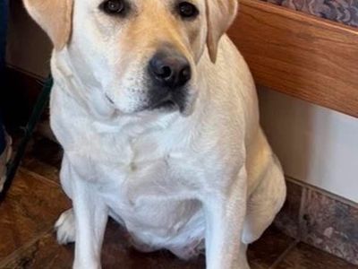 AKC spayed lab Labrador available