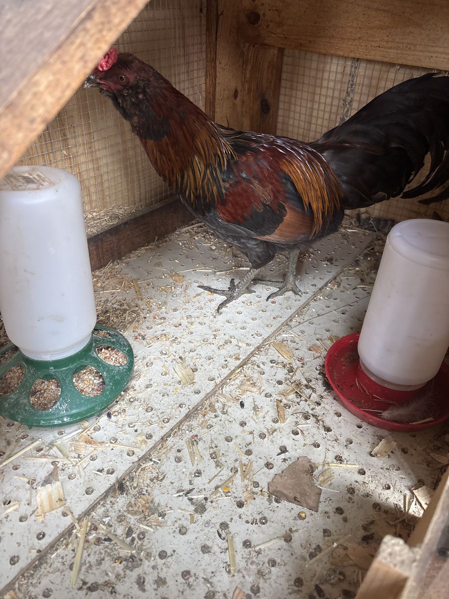 Rooster in need of home! 