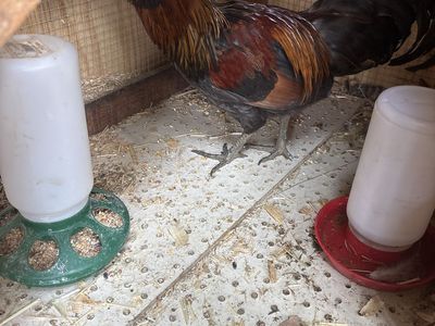 Rooster in need of home!