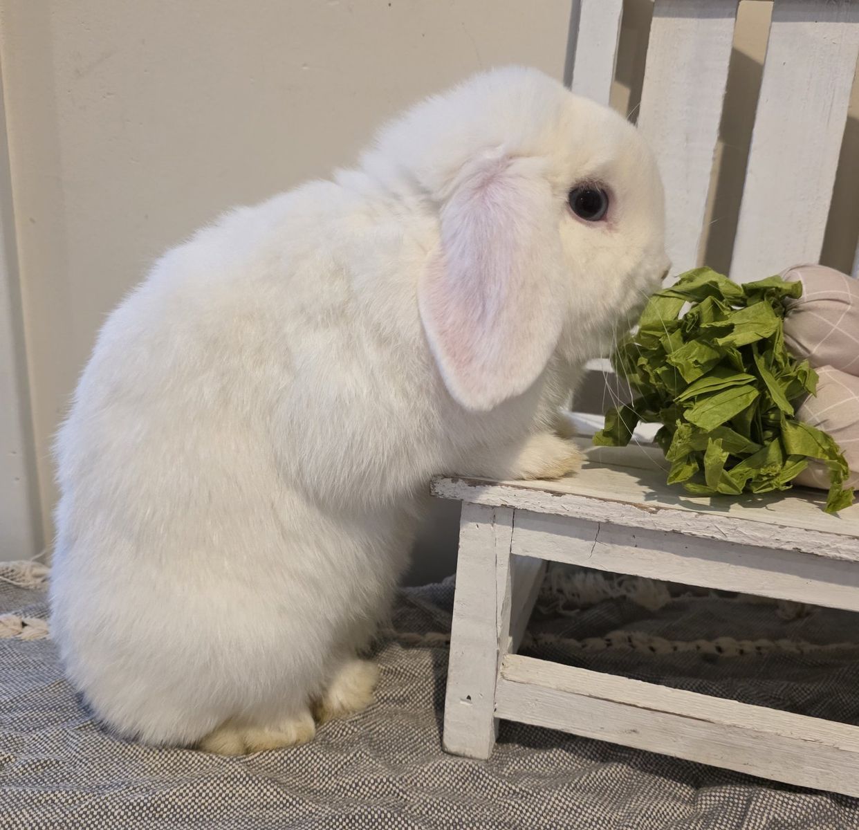 Male Purebred/Pedigreed Holland Lop