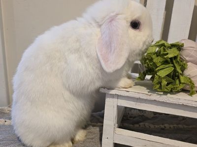 Male Purebred/Pedigreed Holland Lop