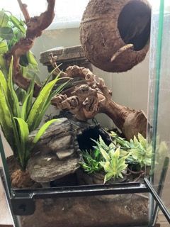 Female Gold Crested Gecko with Enclosure and Complete Supplies