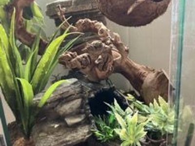 Female Gold Crested Gecko with Enclosure and Complete Supplies