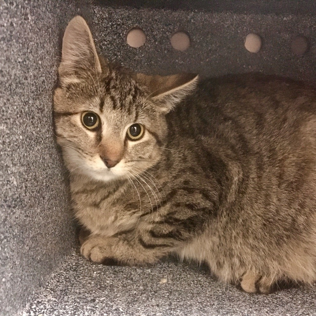 Hello my name is Oggie