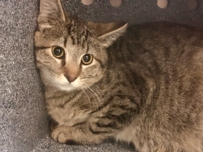 Hello my name is Oggie