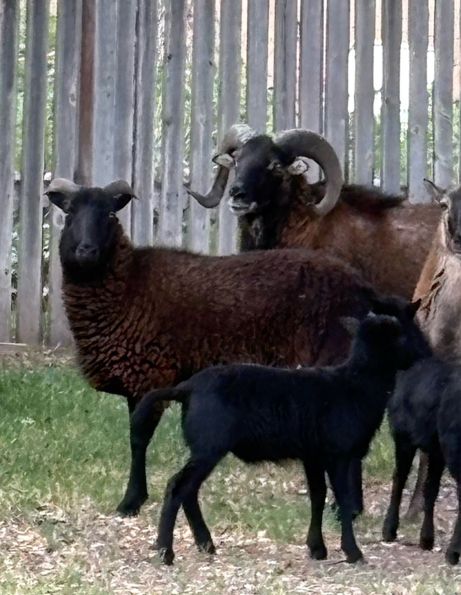 Black belly ewe lamb