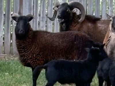 Black belly ewe lamb