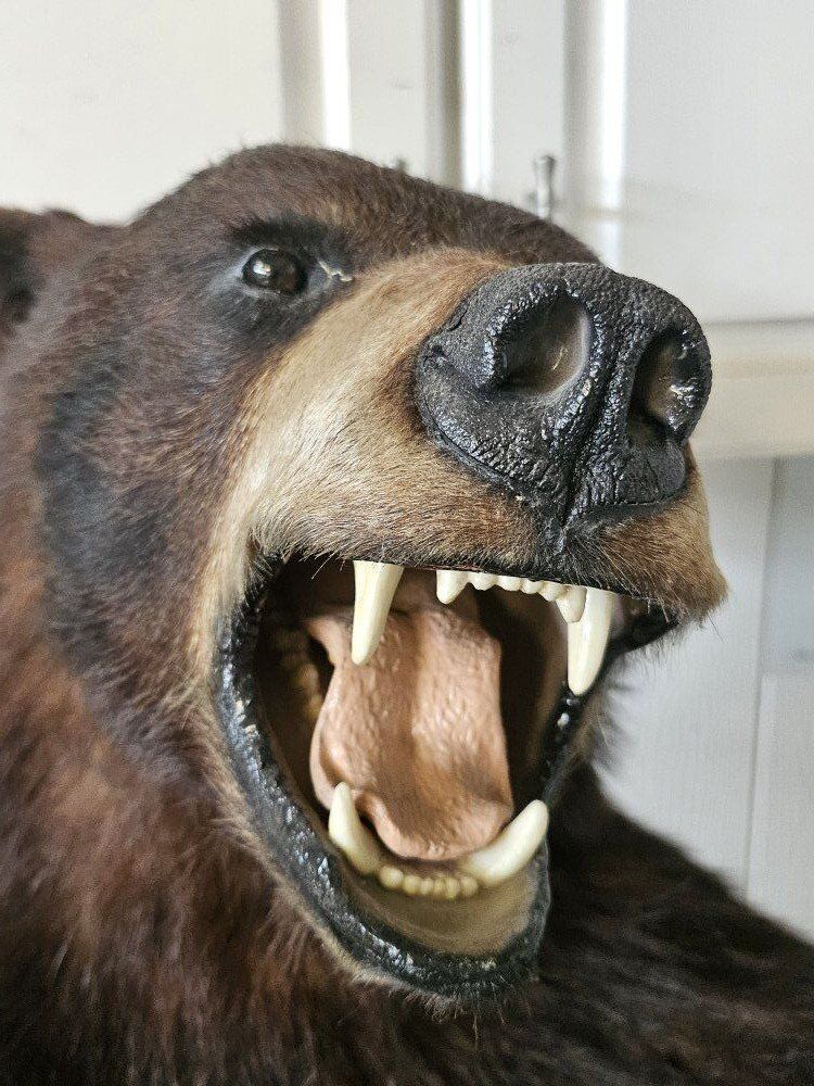 Bear Mount