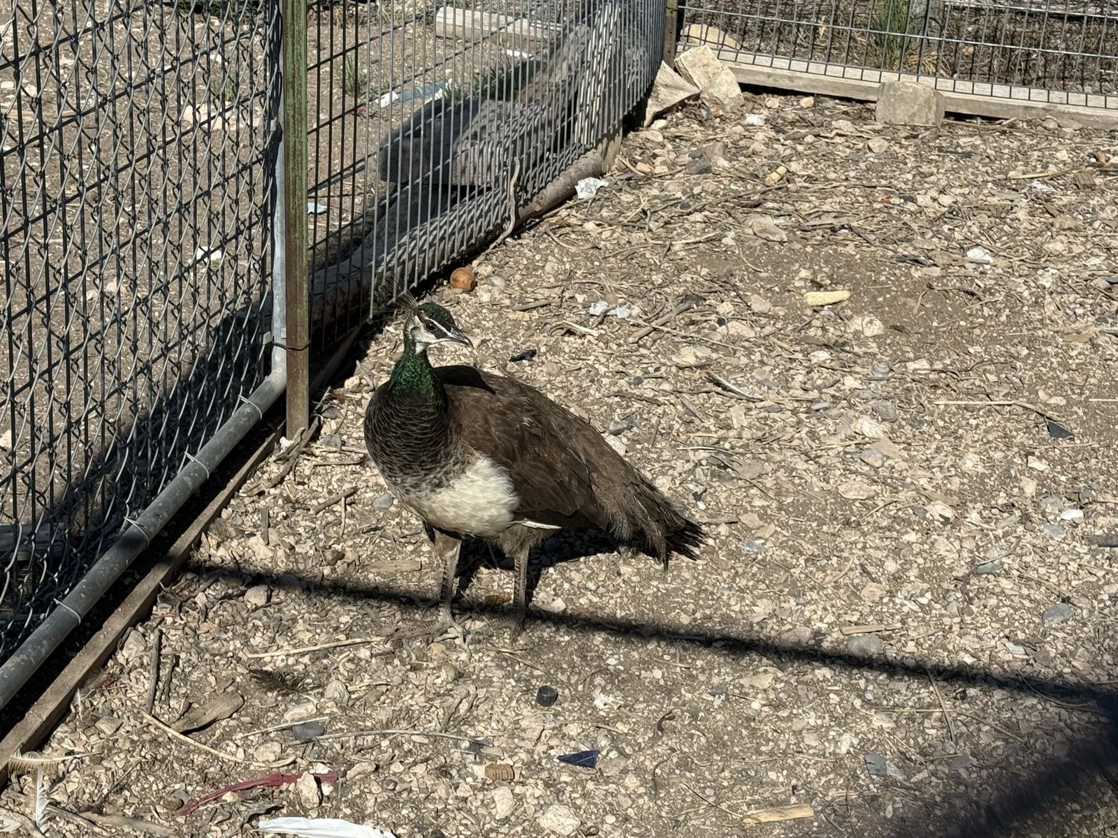 Pea hen for sale