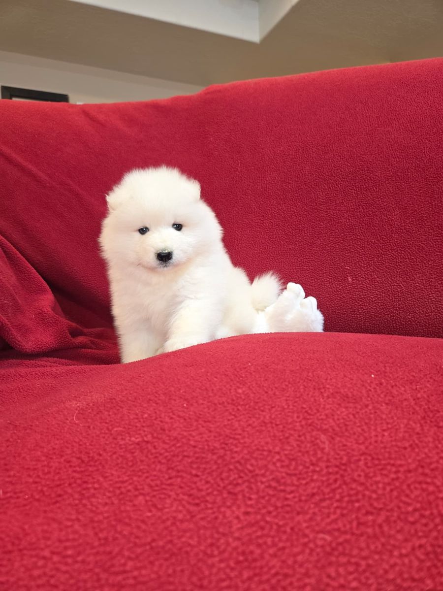 SAMOYED PUPPIES UNIQUE LITTER. 6 GIRLS AND 1 BOY! HURRY UP!