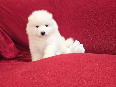 SAMOYED PUPPIES UNIQUE LITTER. 6 GIRLS AND 1 BOY! HURRY UP!