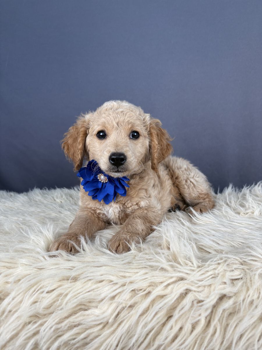 Loving & Affectionate Female Mini Golden Doodle Puppy