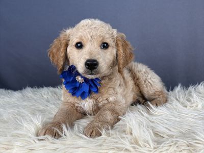 Loving & Affectionate Female Mini Golden Doodle Puppy