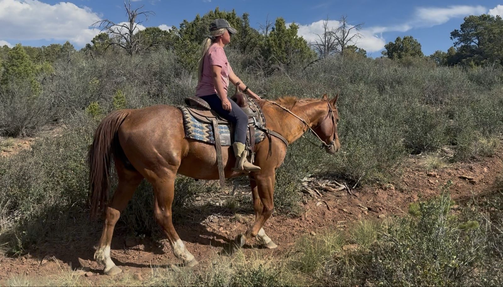 As nice of a beginner or kids horse as you’ll find!