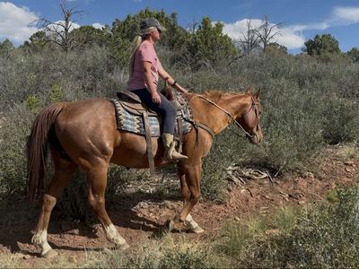As nice of a beginner or kids horse as you’ll find!
