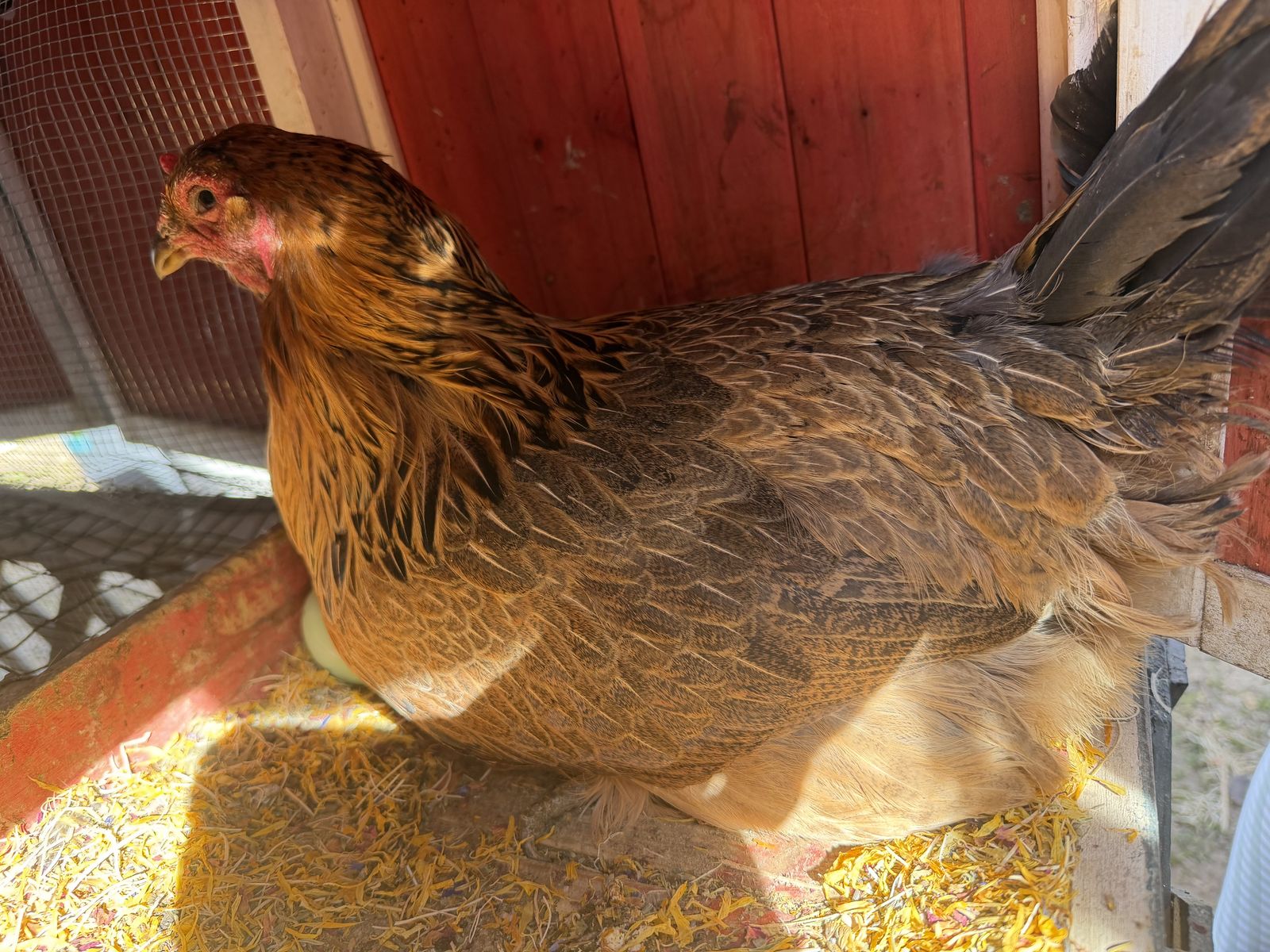 Olive eggers, Easter eggers hens and zombie pullet