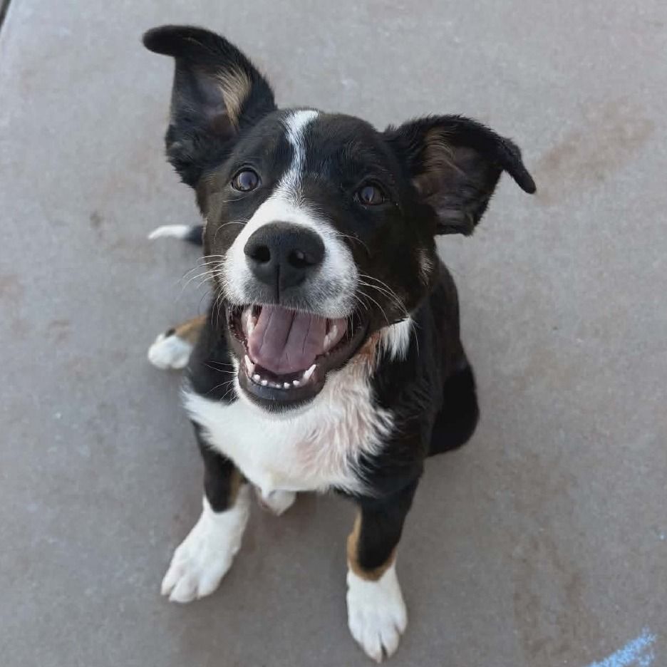 Hello my name is Bear