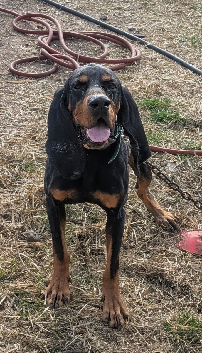 UKC registered Duncan black & tan Hound