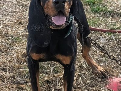 UKC registered Duncan black & tan Hound