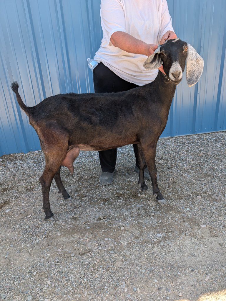 ADGA American Nubian Milker for sale